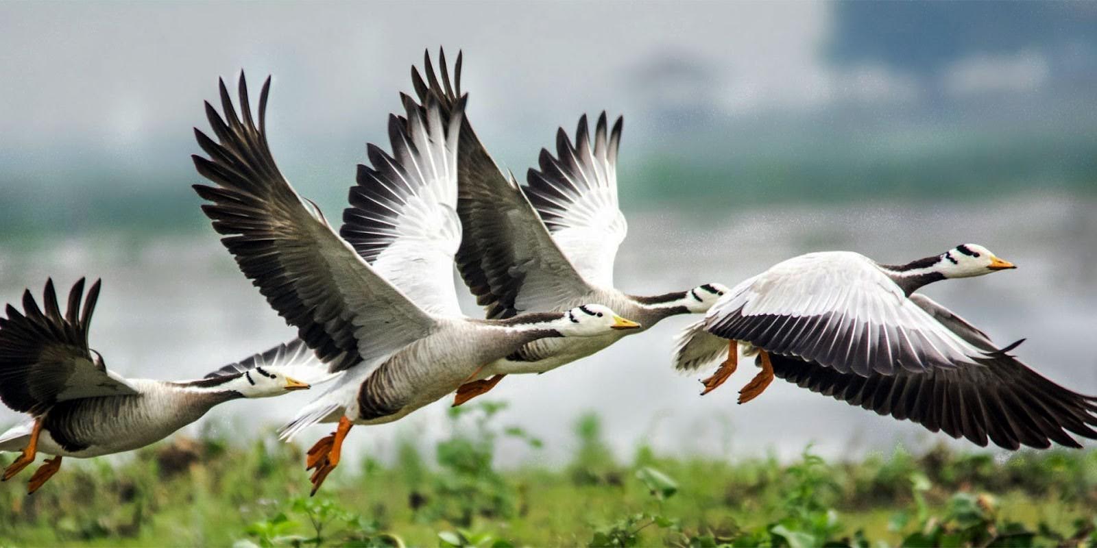 Why Businesses Should Invest in Protecting Bird Species
