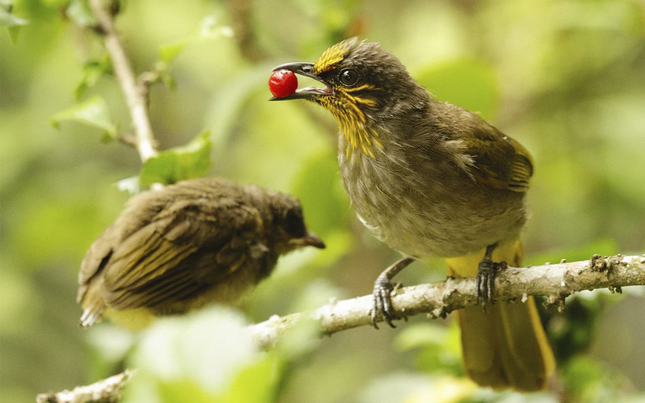 How does ornithology emerge?