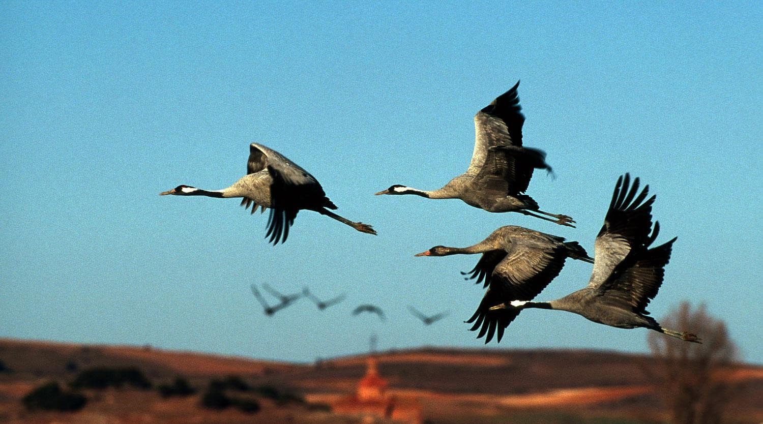 How Birds Remember Migration Routes Without GPS