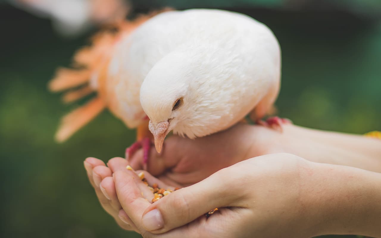 bird