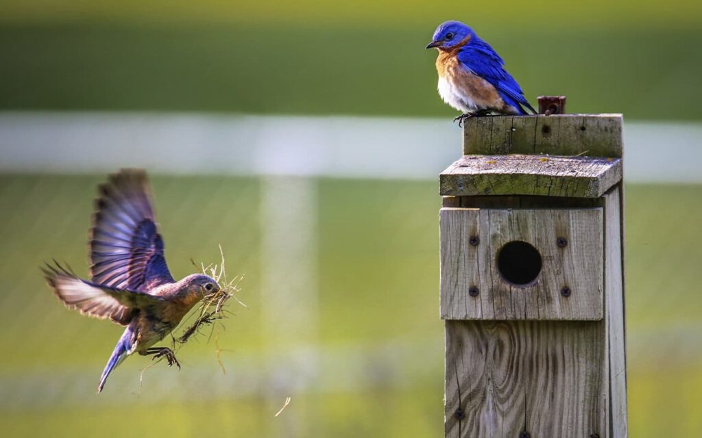 birds