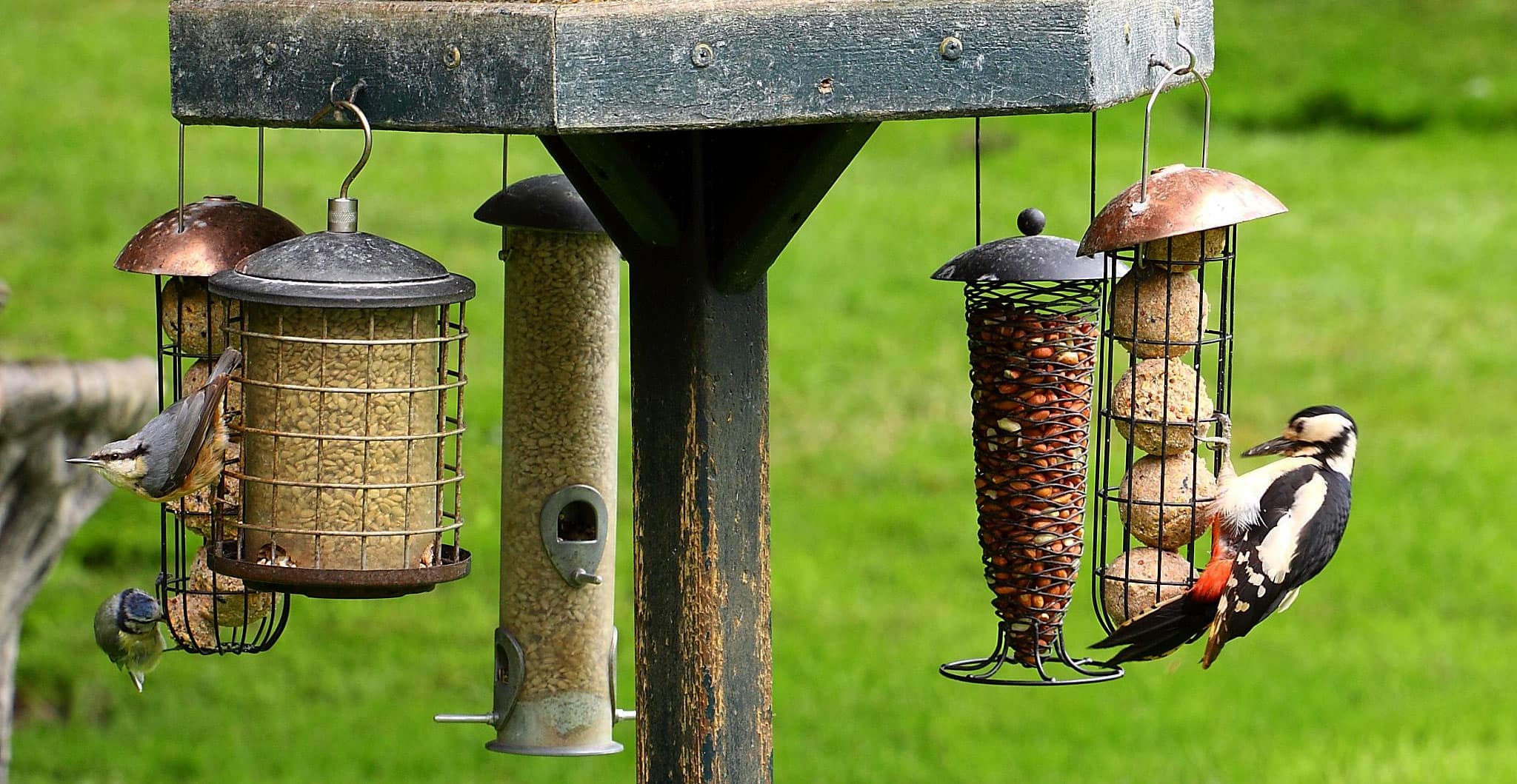 Why Common Species Are Disappearing