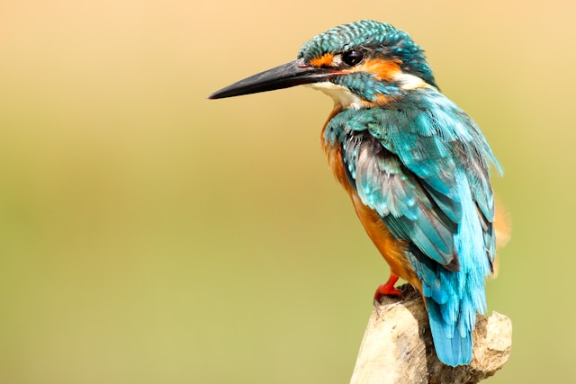 Essential Gear for Birdwatching Trails: 5 Creative Uses of 550 Paracord